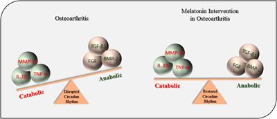 Melatonin Maintains Anabolic-Catabolic Equilibrium and Regulates Circadian Rhythm During Osteoarthritis Development in Animal Models: A Systematic Review and Meta-analysis